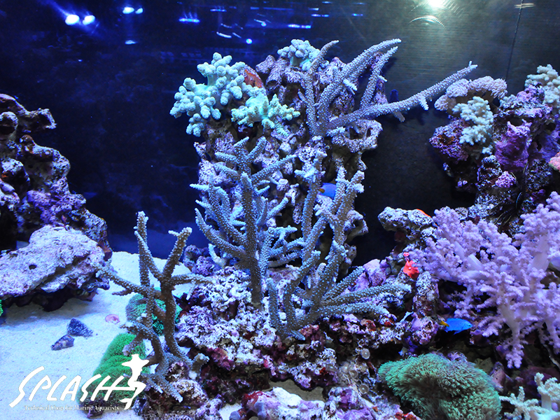 状態最高！高品質な珊瑚、海水魚、ライブロック本店在庫情報！！