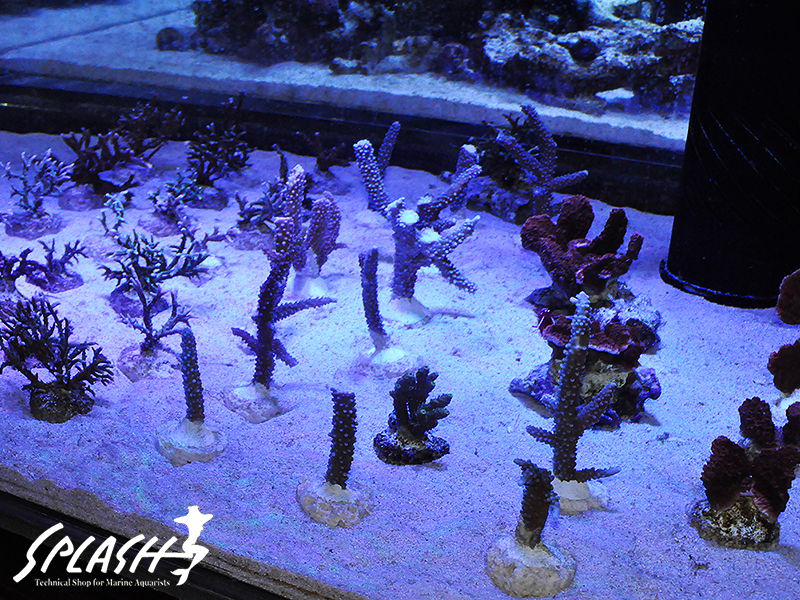 状態最高！高品質な珊瑚、海水魚、ライブロック本店在庫情報！！