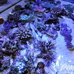 ブリードミドリイシ、ホワイトマクロス、状態最高な珊瑚、海水魚が多数在庫中！