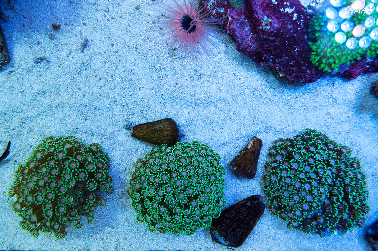極上インドネシア便珊瑚、マニラ産ベントラ、レンテンヤッコなどなど大量入荷中！