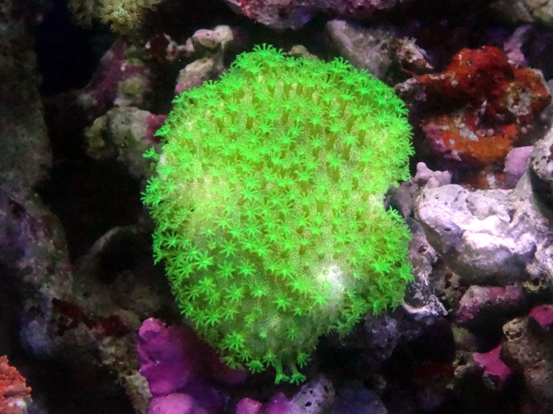 インドネシア便サンゴ入荷 | 海水魚・珊瑚・小動物・爬虫類専門店 