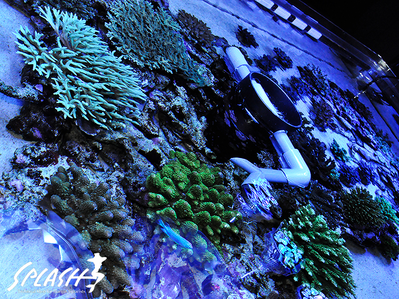 インドネシア便大量入荷中！厳選された高品質な珊瑚・海水魚をお届けします！