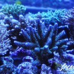 ブリードミドリイシ、ホワイトマクロス、状態最高な珊瑚、海水魚が多数在庫中！