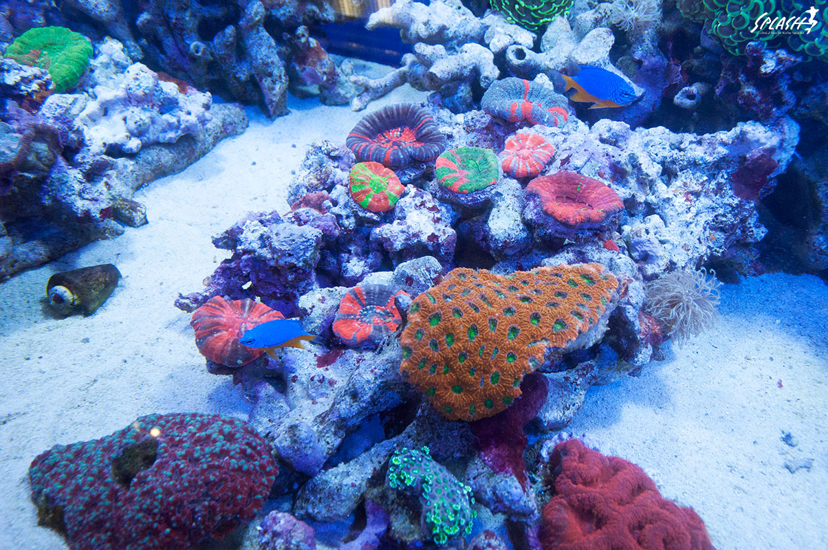 極上インドネシア便珊瑚、マニラ産ベントラ、レンテンヤッコなどなど大量入荷中！