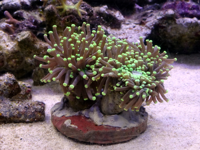 No1ツツマルハナサンゴグリーン（9ｃｍ） | 珊瑚・海水魚・ライブ 