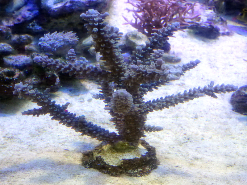 珊瑚通販 | 珊瑚・海水魚・ライブロック・オーバーフロー水槽専門店 