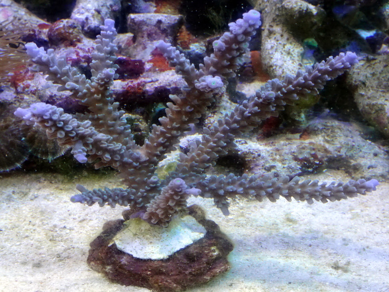 珊瑚通販 | 珊瑚・海水魚・ライブロック・オーバーフロー水槽専門店 