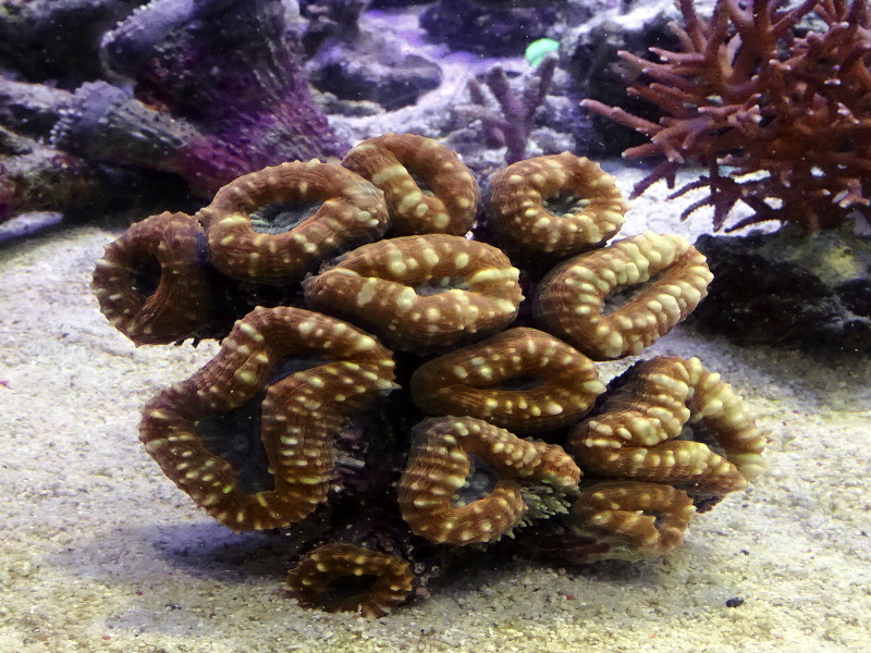 No.1マルハナガタサンゴ | 珊瑚・海水魚・ライブロック 