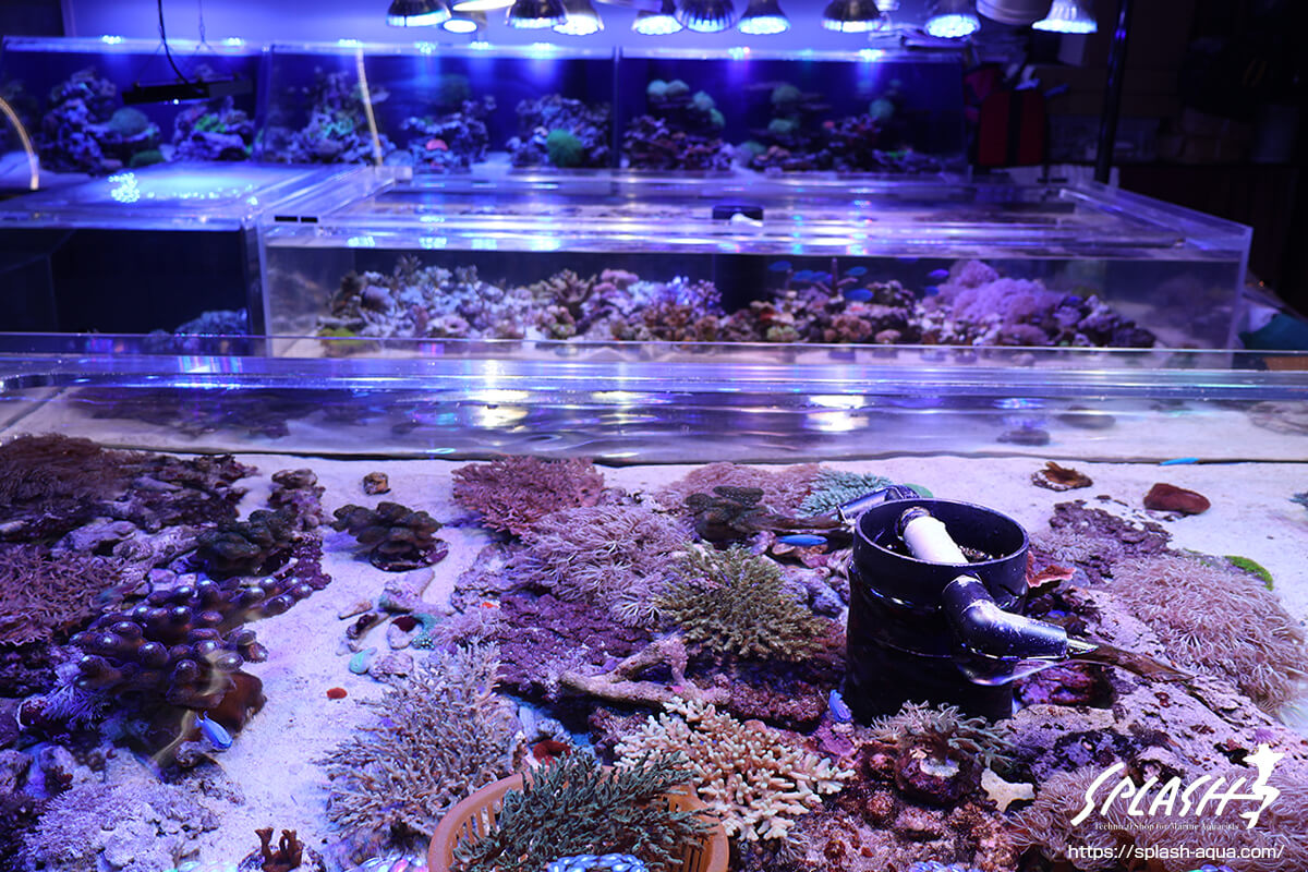 8月14日、珊瑚・海水魚・ライブロックの在庫情報！ | 珊瑚・海水魚