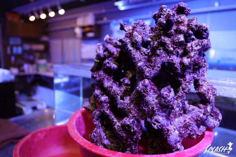 ライブロック通販 | 珊瑚・海水魚・ライブロック・オーバーフロー水槽