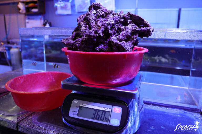 ライブロック通販 | 珊瑚・海水魚・ライブロック・オーバーフロー水槽