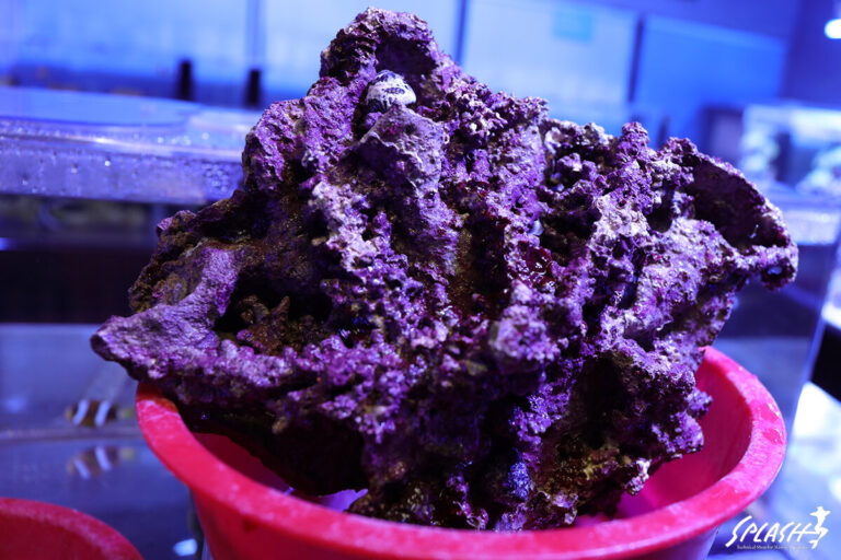 ライブロック通販 | 珊瑚・海水魚・ライブロック・オーバーフロー水槽