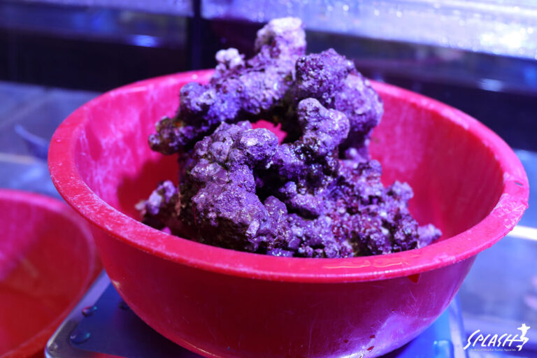 ライブロック通販 | 珊瑚・海水魚・ライブロック・オーバーフロー水槽