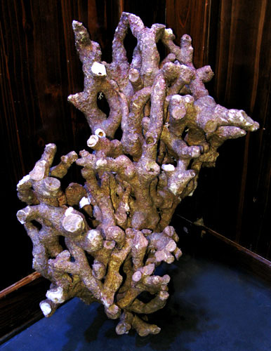 ライブロック通販 | 珊瑚・海水魚・ライブロック・オーバーフロー水槽