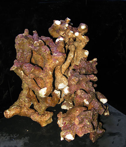 ライブロック通販 | 珊瑚・海水魚・ライブロック・オーバーフロー水槽