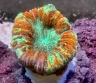 oobana_m-0720-1
