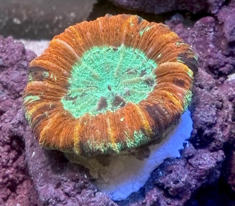 oobana_m-0720-2