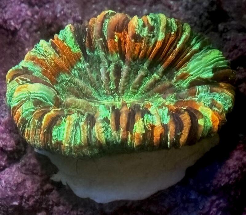 oobana_sm-0720-2