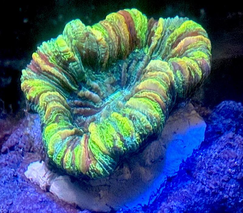 oobana_g-0720-2