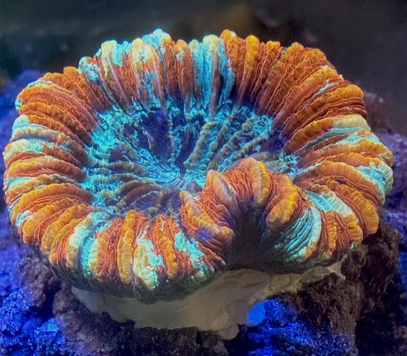 oobana_m-0720-3