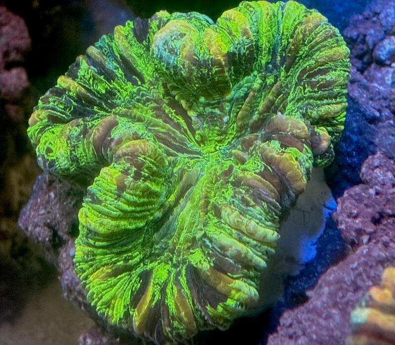 oobana_g-0720-3