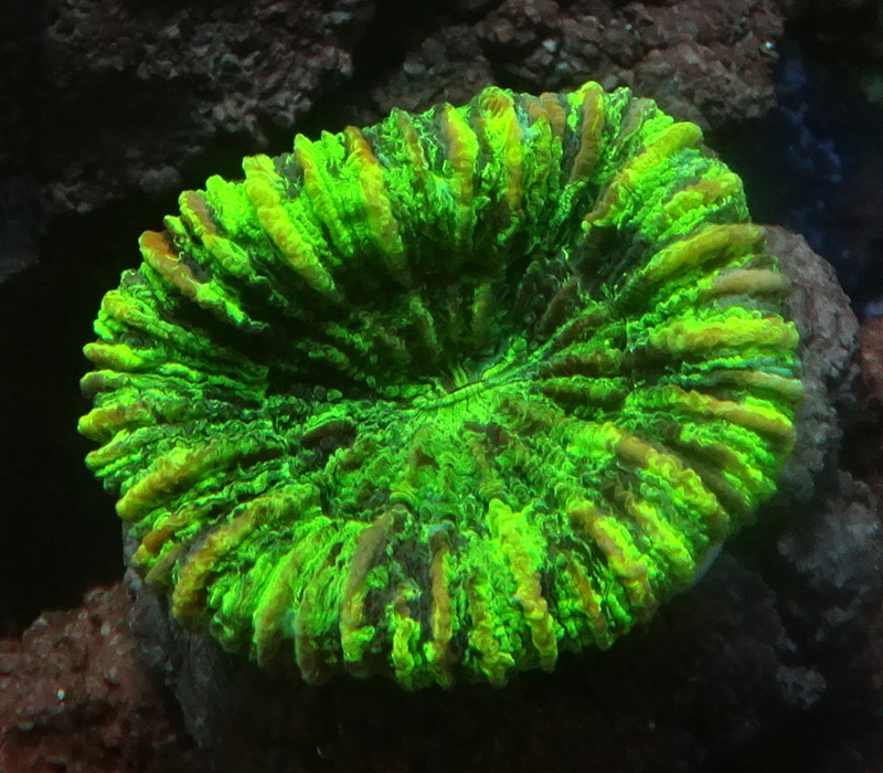 oobana_g-0720-5