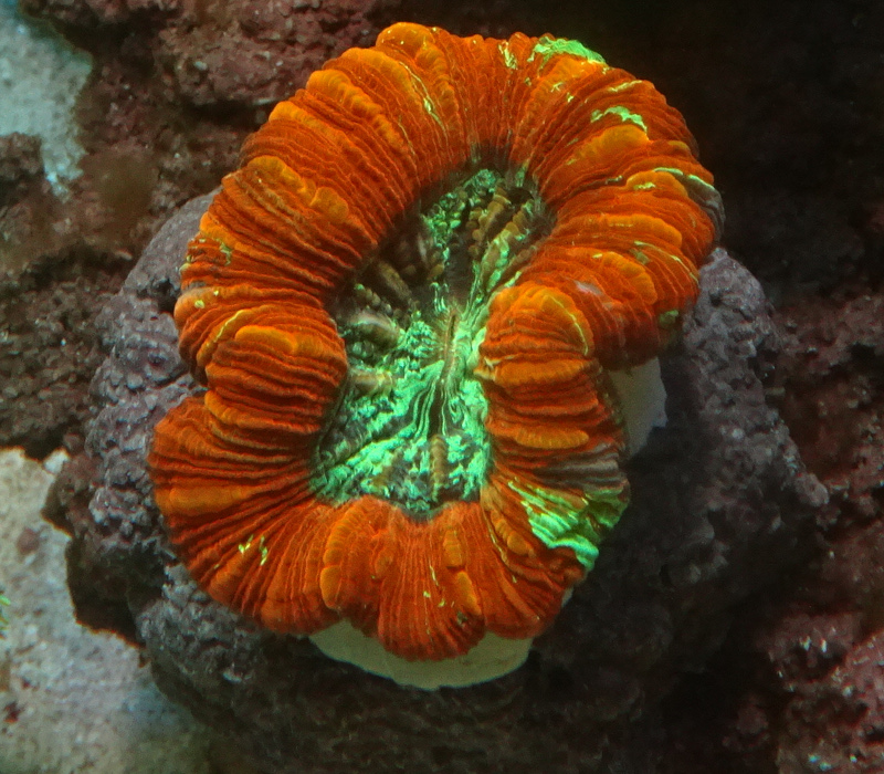 oobana_m-0720-6