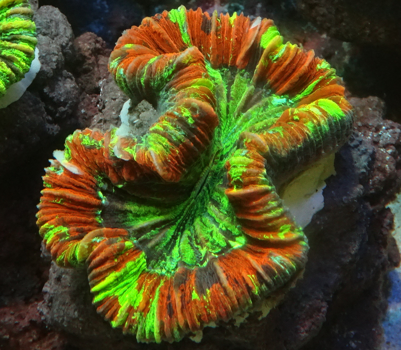 oobana_sm-0720-3