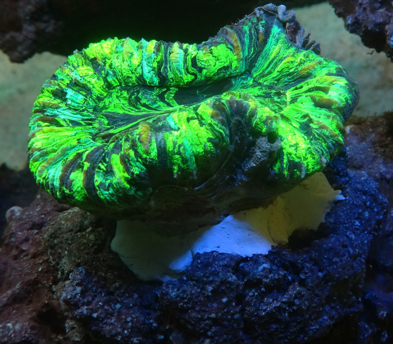 oobana_g-0720-6